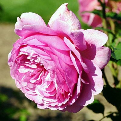 Троянда английска Альонушка, шт 2230000005523 фото