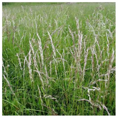Насіння трави Вівсяниця, 0,5 кг (КОСТЮК) 4821000039199 фото