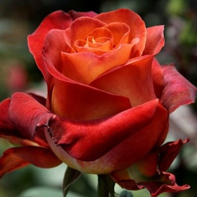 Роза чайно-гибридная Кофе Брейк, шт 2930000001456 фото