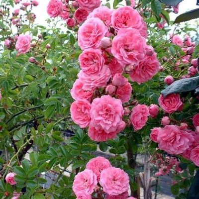 Троянда плетиста Chaplins's Pink 4821000039809 фото