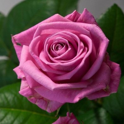 Троянда чайно-гібридна Аква 4821000039489 фото