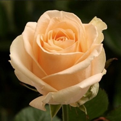 Троянда чайно-гібридна Піч Аваланч 4821000039625 фото