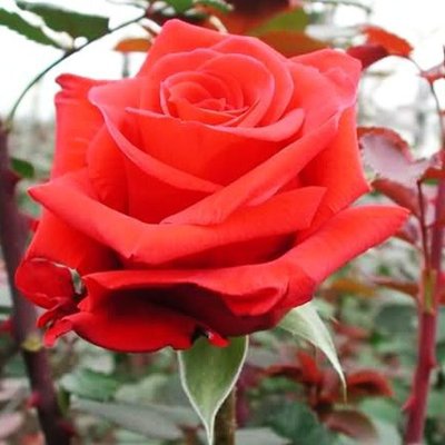 Троянда чайно-гібридна Рафаелла 4821000049594 фото