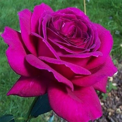 Троянда чайно-гібридна Юріанда 4821000047071 фото