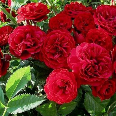 Троянда плетиста Норита 2930000037813 фото
