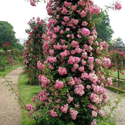 Троянда плетиста Рожева перлина 4821000043769 фото