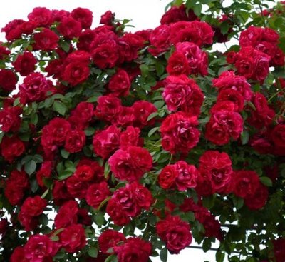 Троянда плетиста Фламентанц(Flammentanz) 4821000049563 фото
