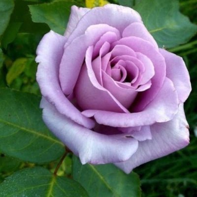 Троянда чайно-гібридна Blue Moon (Блю Мун), шт 2930000001227 фото