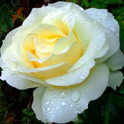 Троянда чайно-гібридна Chopin 4821000039656 фото