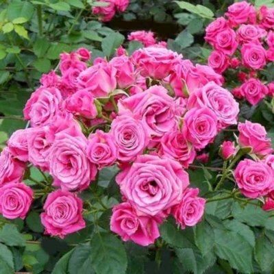 Троянда спрей (кущова) Lovely Lydia (Лавлі Лідія), шт 2930000001265 фото