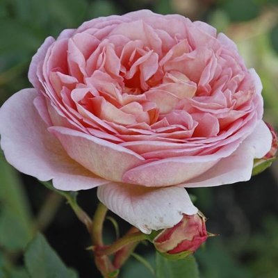 Троянда англійська Ніжність (Subtlety) 4821000049501 фото