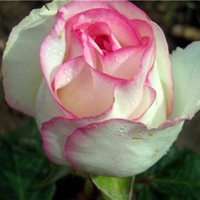 Троянда чайно-гібридна Dolce Vita 4821000039663 фото