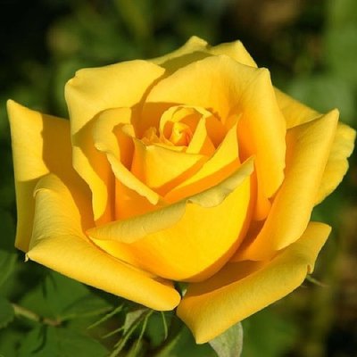 Троянда чайно-гібридна Landora 4821000039687 фото