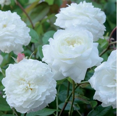 Троянда англійська Біла Сенсація (White Sensation) 4821000049525 фото