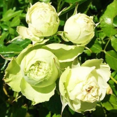 Троянда поліантова Lovely Green (Лавлі Грін), шт 2930000001258 фото