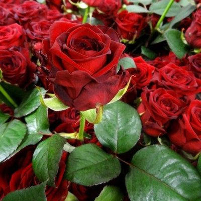 Троянда чайно-гібридна Ред Наомі 4821000039632 фото