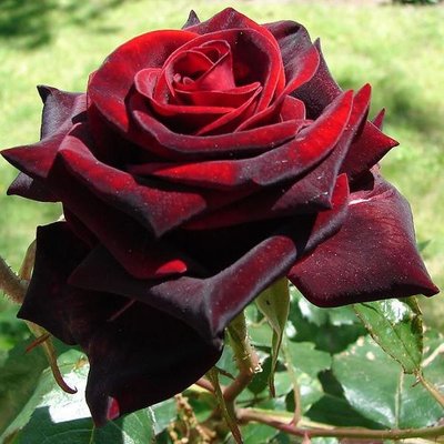 Троянда чайно-гібридна Black Magic 4821000049600 фото
