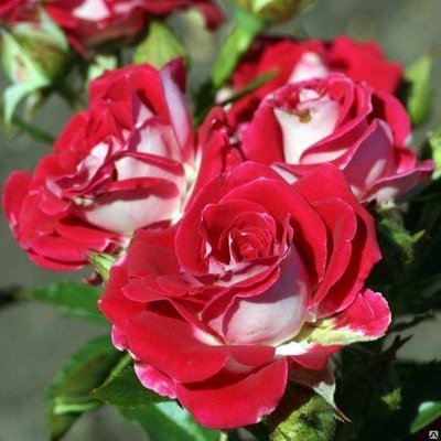 Троянда спрей Рубі Стар, шт 2930000001418 фото