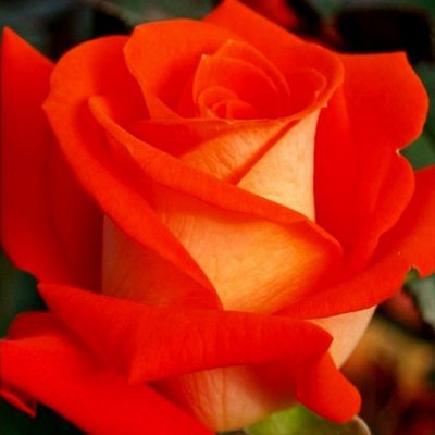 Роза чайно-гибридная Верано, шт 2930000001432 фото