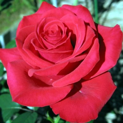 Роза чайно-гибридная Корвет, шт 2930000001463 фото