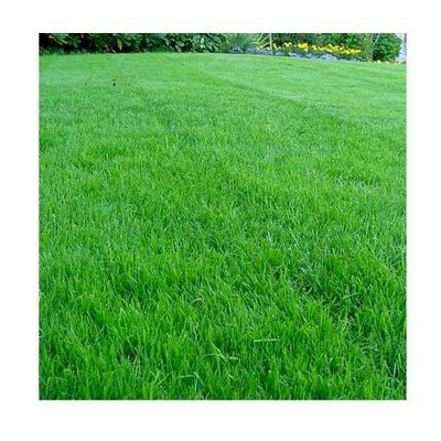 Насіння трави газонної Ліліпут , 40 г (SS) 4821000012833 фото