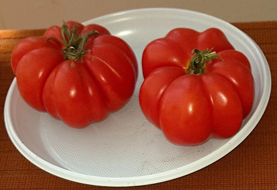 Похожие по цвету и форме плоды; на фотографии Costoluto Fiorentino
