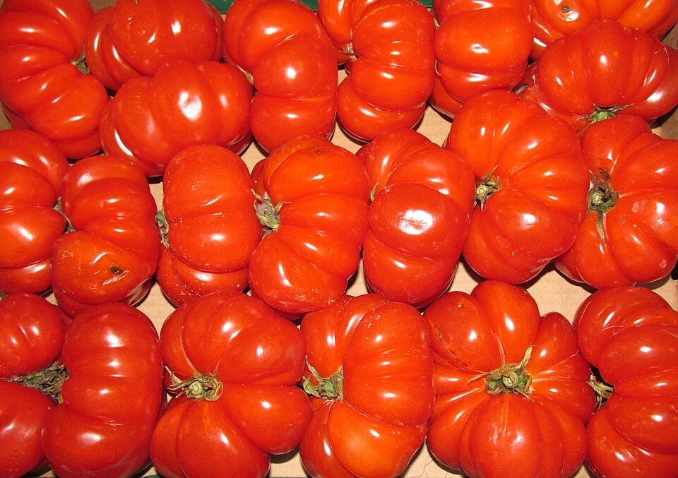 Похожие по цвету и форме плоды; на фотографии Costoluto Fiorentino