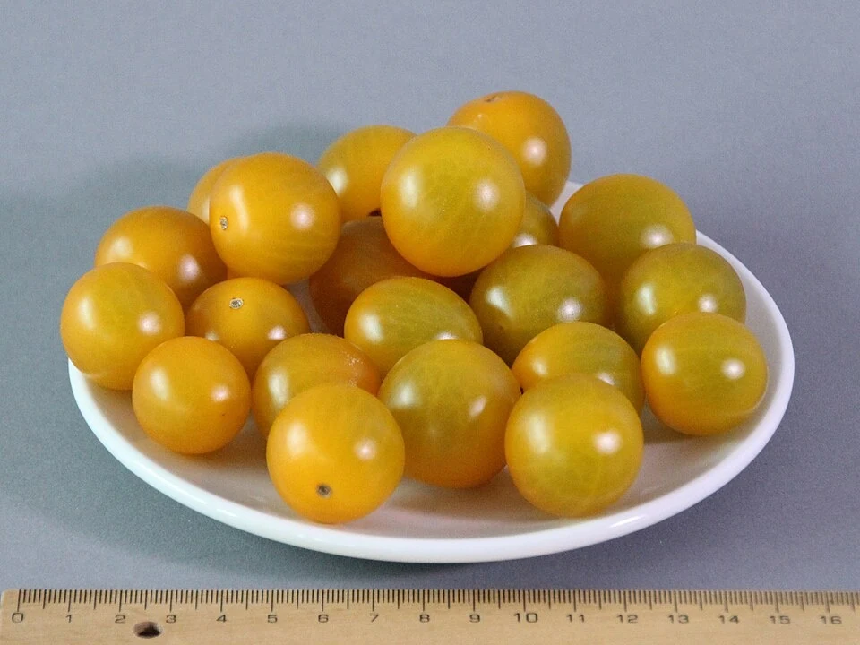 Похожие по цвету и форме плоды; на фотографии Cherry Gelb