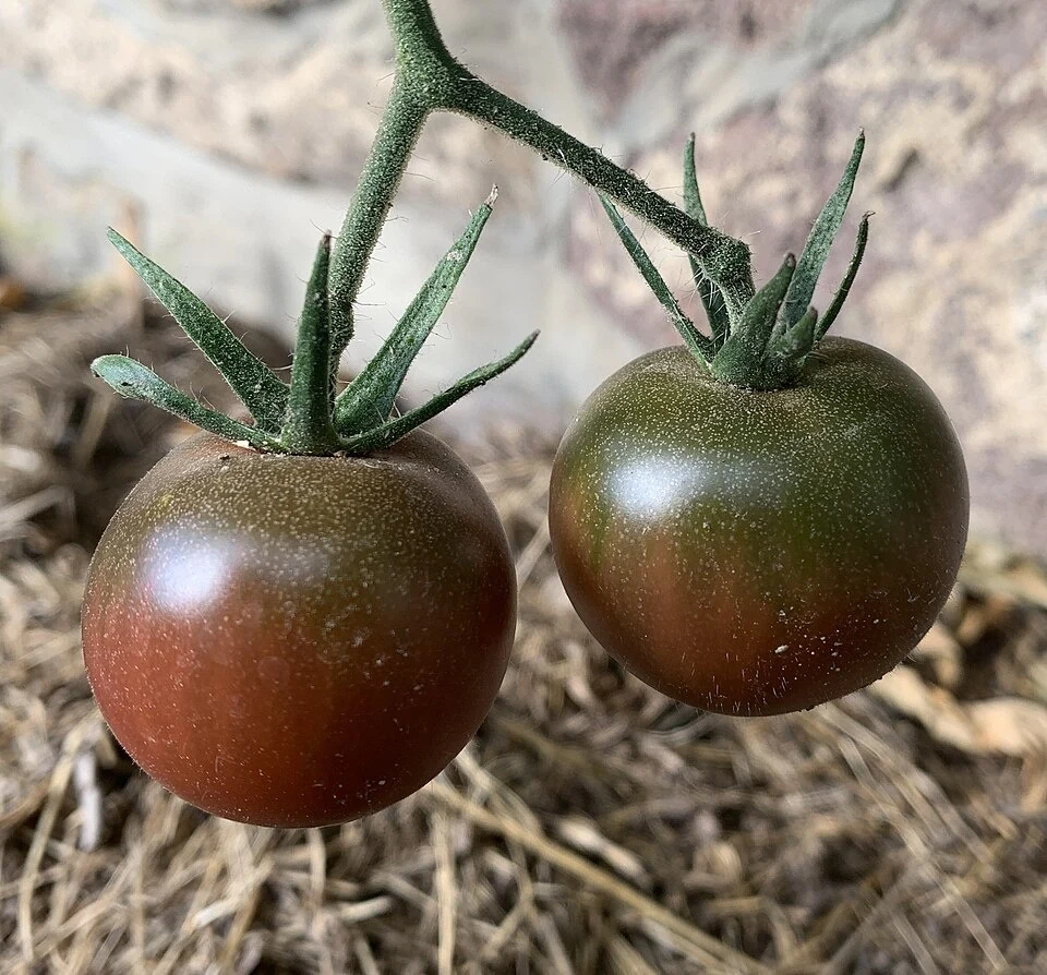 Похожие по цвету и форме плоды; на фотографии Black Cherry
