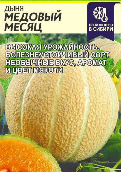 Дыня Медовый Месяц
